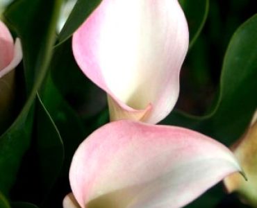 кала Crystal Blush 12/14